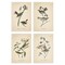 Stupell Industries Vintage Study Birds & Plants 4pc Wall Plaque Art Set Design by Wild Apple Portfolio
